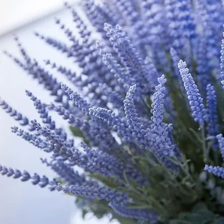 Azzurro Отель типа 